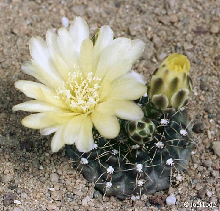 Gymnocalycium andreae Piltz199, El Condon, Argentina ©JL1867